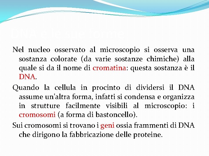 DNA e le sue forme Nel nucleo osservato al microscopio si osserva una sostanza