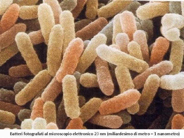 Batteri fotografati al microscopio elettronico 20 nm (miliardesimo di metro = 1 nanometro) 