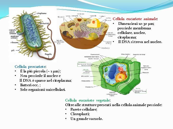Cellula eucariote animale: • Dimensioni 10 -30 µm; possiede membrana cellulare, nucleo, citoplasma; •