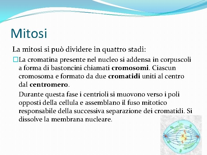 Mitosi La mitosi si può dividere in quattro stadi: �La cromatina presente nel nucleo