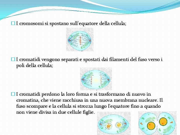 � I cromosomi si spostano sull’equatore della cellula; � I cromatidi vengono separati e