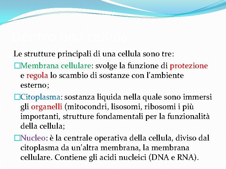 Dentro una cellula Le strutture principali di una cellula sono tre: �Membrana cellulare: svolge