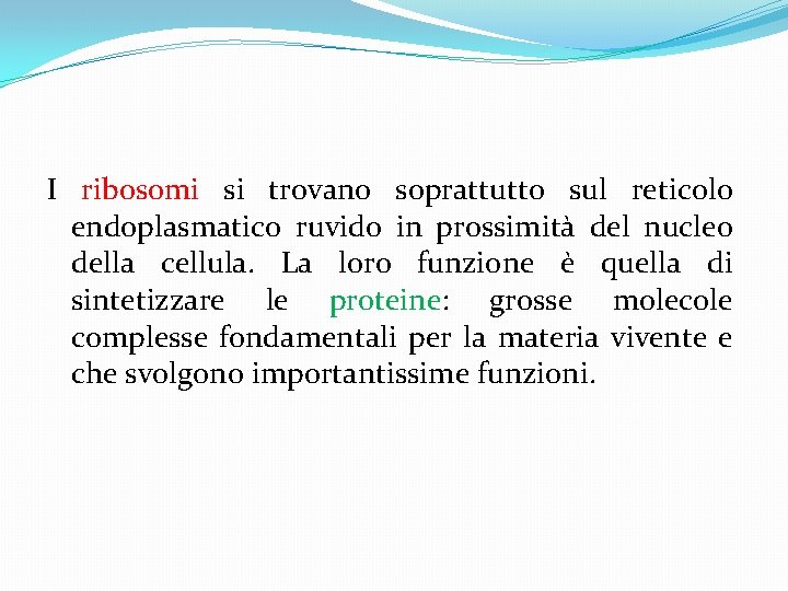 I ribosomi si trovano soprattutto sul reticolo endoplasmatico ruvido in prossimità del nucleo della