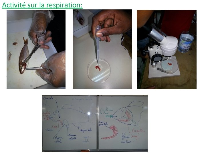 Activité sur la respiration: 