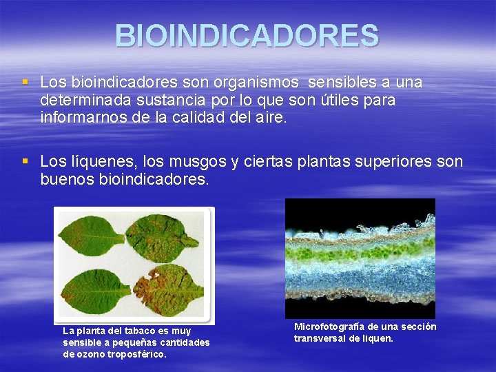 BIOINDICADORES § Los bioindicadores son organismos sensibles a una determinada sustancia por lo que