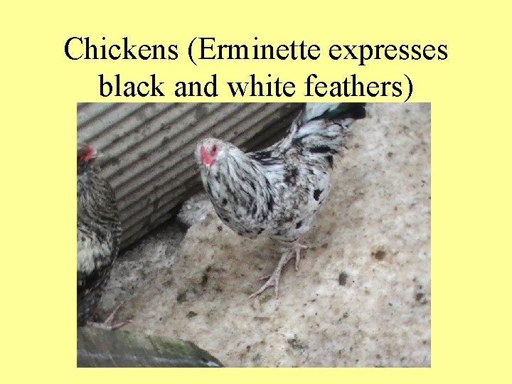Chickens (Erminette expresses black and white feathers) 