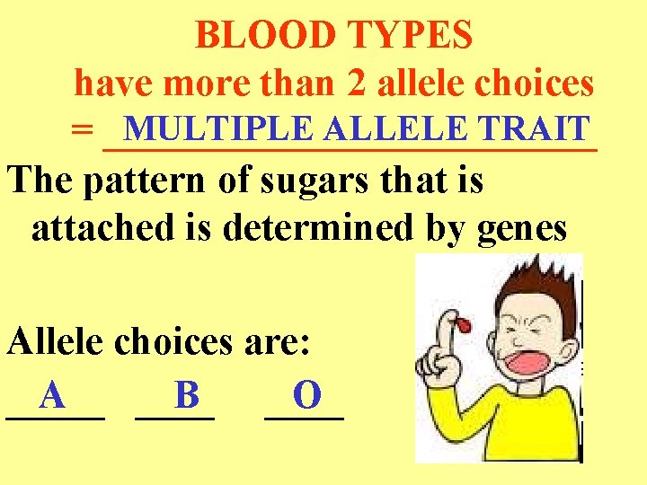BLOOD TYPES have more than 2 allele choices MULTIPLE ALLELE TRAIT = _____________ The