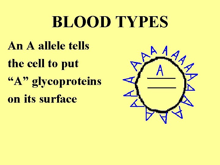 BLOOD TYPES An A allele tells the cell to put “A” glycoproteins on its