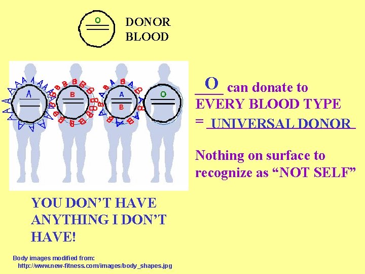 DONOR BLOOD O can donate to ____ EVERY BLOOD TYPE = ___________ UNIVERSAL DONOR