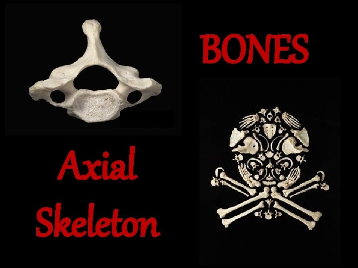 BONES Axial Skeleton 
