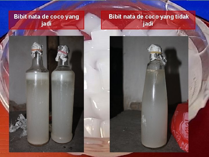 Bibit nata de coco yang jadi Bibit nata de coco yang tidak jadi 