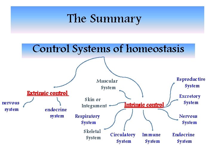 The Summary Control Systems of homeostasis Extrinsic control nervous system endocrine system Reproductive System