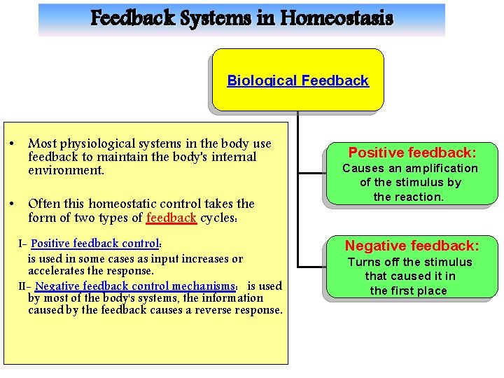 Feedback Systems in Homeostasis Biological Feedback • Most physiological systems in the body use