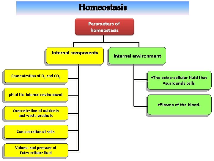 Homeostasis Parameters of homeostasis Internal components Concentration of O 2 and CO 2 Internal