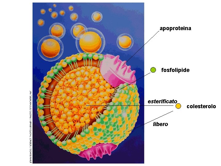 apoproteina fosfolipide esterificato libero colesterolo 