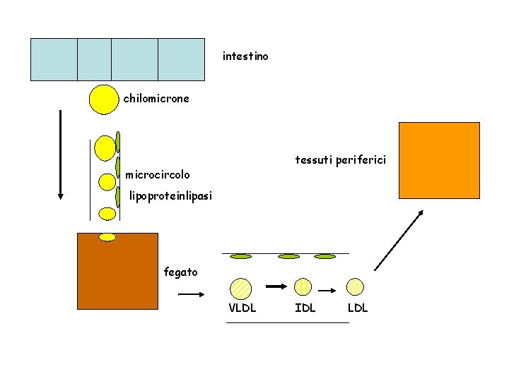 intestino chilomicrone tessuti periferici microcircolo lipoproteinlipasi fegato VLDL IDL LDL 