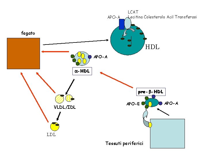 APO-A LCAT Lecitina Colesterolo Acil Transferasi fegato HDL APO-A a-HDL pre-b-HDL VLDL/IDL APO-E LDL