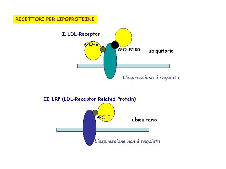 RECETTORI PER LIPOPROTEINE I. LDL-Receptor APO-E APO-B 100 ubiquitario L’espressione è regolata II. LRP