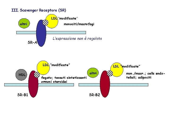 III. Scavenger Receptors (SR) LDL “modificate” altri monociti/macrofagi SR-A L’espressione non è regolata LDL