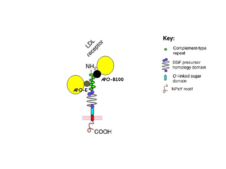 APO-B 100 APO-E 