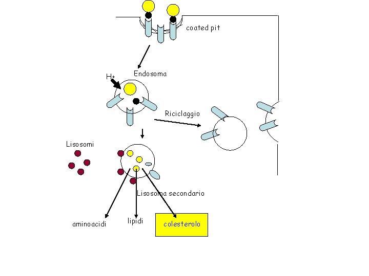 coated pit H+ Endosoma Riciclaggio Lisosomi Lisosoma secondario aminoacidi lipidi colesterolo 