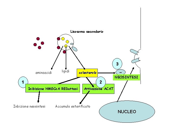 Lisosoma secondario 3 aminoacidi lipidi - colesterolo 1 NEOSINTESI 2 Inibizione HMGCo. A REDuttasi