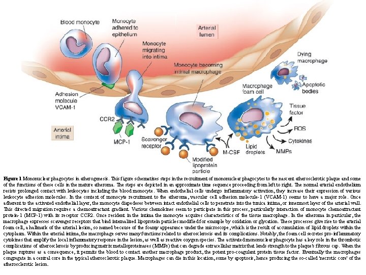 Figure 1 Mononuclear phagocytes in atherogenesis. This figure schematizes steps in the recruitment of