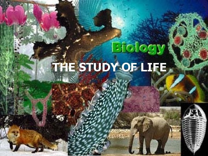 THE STUDY OF LIFE 