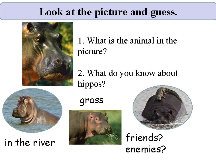 Look at the picture and guess. 1. What is the animal in the picture?