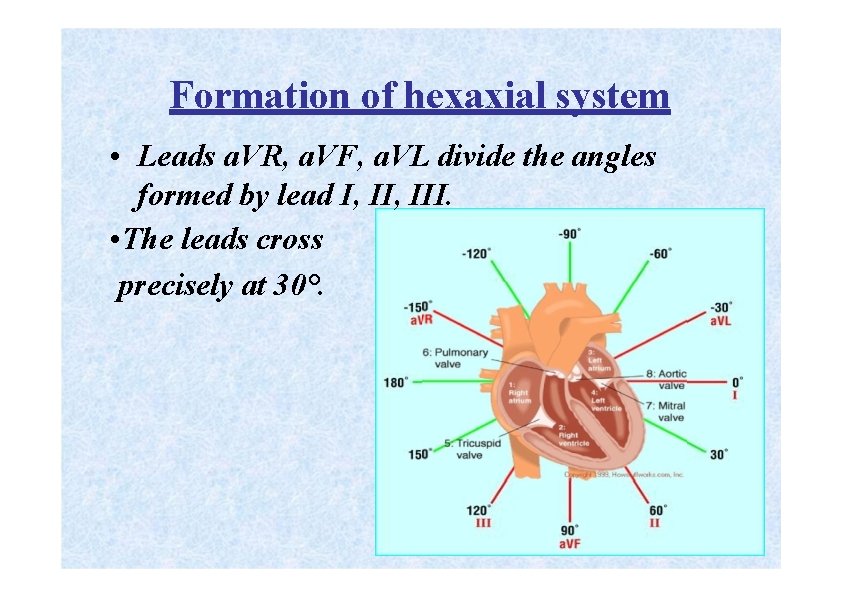 Formation of hexaxial system • Leads a. VR, a. VF, a. VL divide the