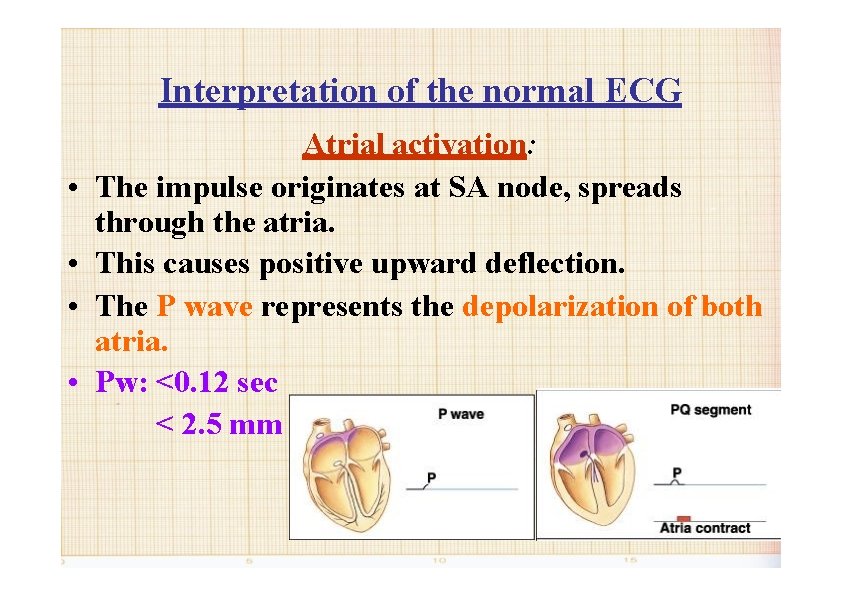 Interpretation of the normal ECG • • Atrial activation: The impulse originates at SA