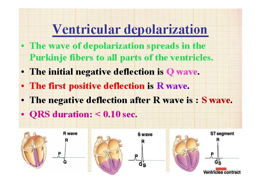 Ventricular depolarization • The wave of depolarization spreads in the Purkinje fibers to all