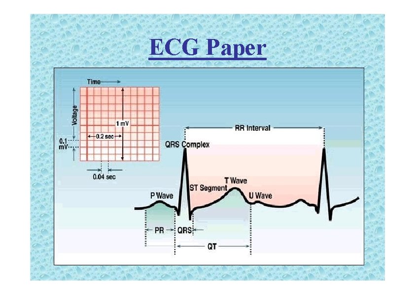 ECG Paper 