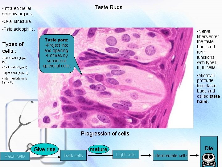 Taste Buds • Intra-epithelial sensory organs. • Oval structure. • Pale acidophilic. Types of