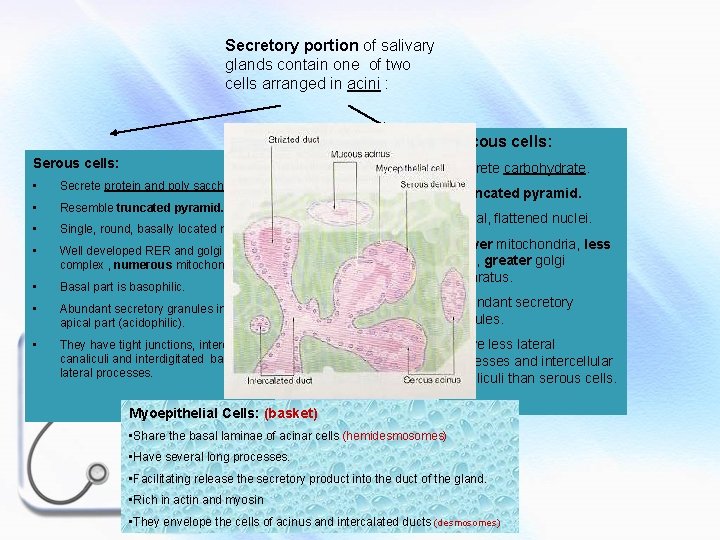 Secretory portion of salivary glands contain one of two cells arranged in acini :