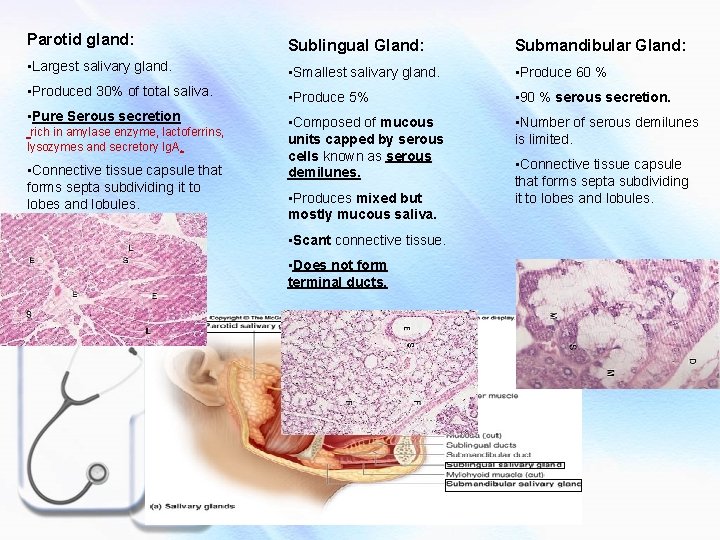 Parotid gland: Sublingual Gland: Submandibular Gland: • Largest salivary gland. • Smallest salivary gland.