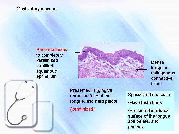 Masticatory mucosa Parakeratinized to completely keratinized stratified squamous epithelium Dense irregular collagenous connective tissue