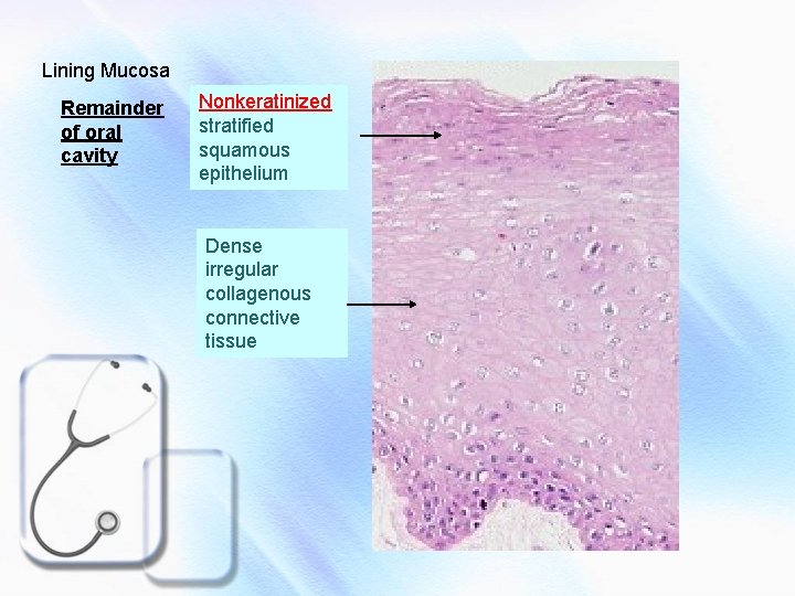 Lining Mucosa Remainder of oral cavity Nonkeratinized stratified squamous epithelium Dense irregular collagenous connective