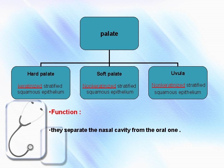 palate Hard palate Soft palate Uvula keratinized stratified squamous epithelium Nonkeratinized stratified squamous epithelium