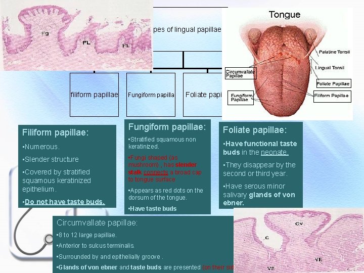 Types of lingual papillae filiform papillae Filiform papillae: • Numerous. • Slender structure •