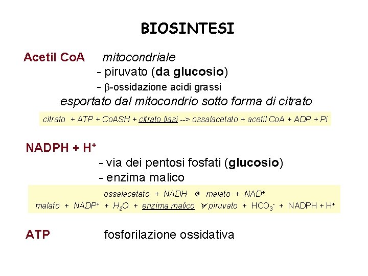 BIOSINTESI Acetil Co. A mitocondriale - piruvato (da glucosio) - -ossidazione acidi grassi esportato