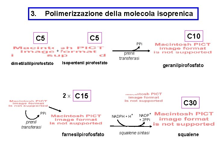 3. Polimerizzazione della molecola isoprenica PPi + dimetilallilpirofosfato C 10 C 5 prenil transferasi