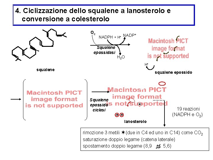 4. Ciclizzazione dello squalene a lanosterolo e conversione a colesterolo O 2 + NADPH