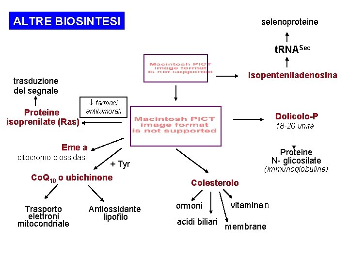 ALTRE BIOSINTESI selenoproteine t. RNASec isopenteniladenosina trasduzione del segnale Proteine isoprenilate (Ras) farmaci antitumorali