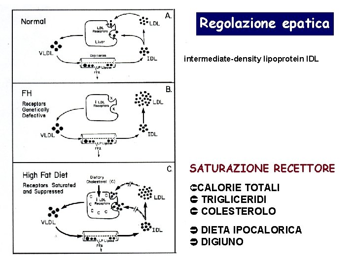 Regolazione epatica intermediate-density lipoprotein IDL SATURAZIONE RECETTORE ÛCALORIE TOTALI TRIGLICERIDI COLESTEROLO DIETA IPOCALORICA DIGIUNO