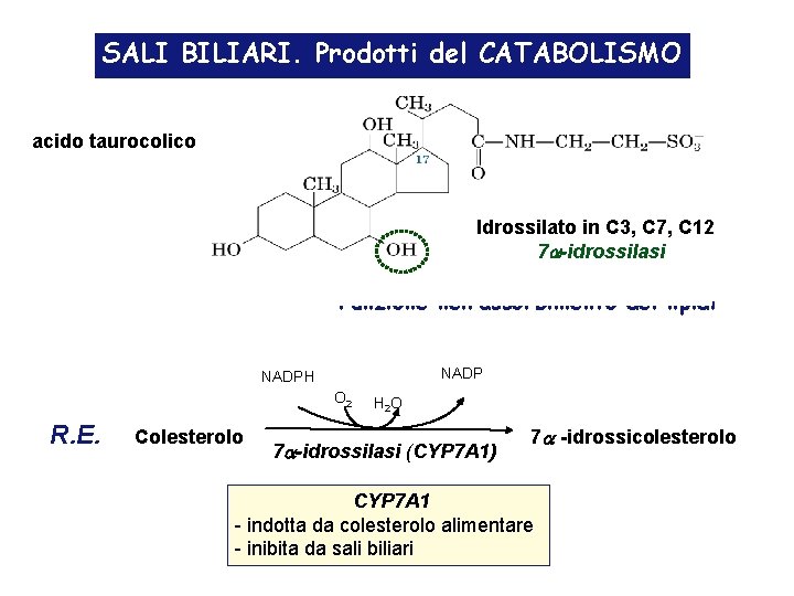 SALI BILIARI. Prodotti del CATABOLISMO acido taurocolico Idrossilato in C 3, C 7, C