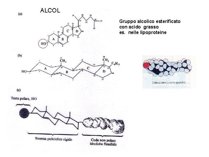 ALCOL Gruppo alcolico esterificato con acido grasso es. nelle lipoproteine 