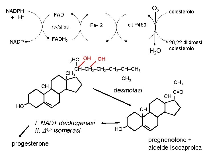 NADPH + H+ O 2 FAD cit P 450 Fe- S reduttasi colesterolo FADH