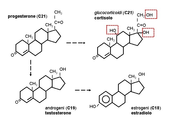 CH 3 progesterone (C 21) I C=O CH 3 I I CH 3 I