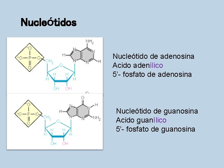 Nucleótidos Nucleótido de adenosina Acido adenílico 5’- fosfato de adenosina Nucleótido de guanosina Acido